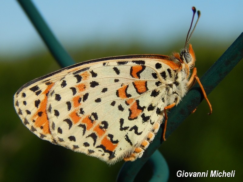 Melitae didyma M e F